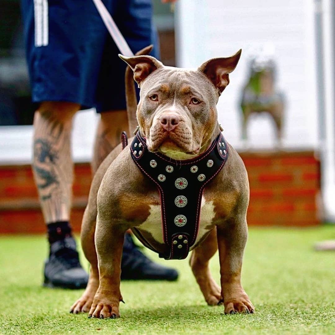 ''Bijou'' harness Black & Pink for big dogs-1