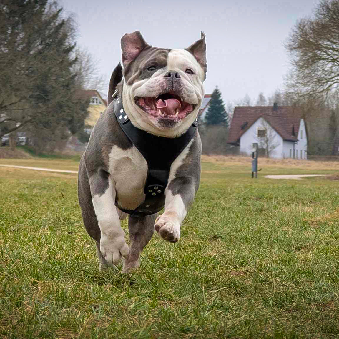 The ''Style'' harness Black