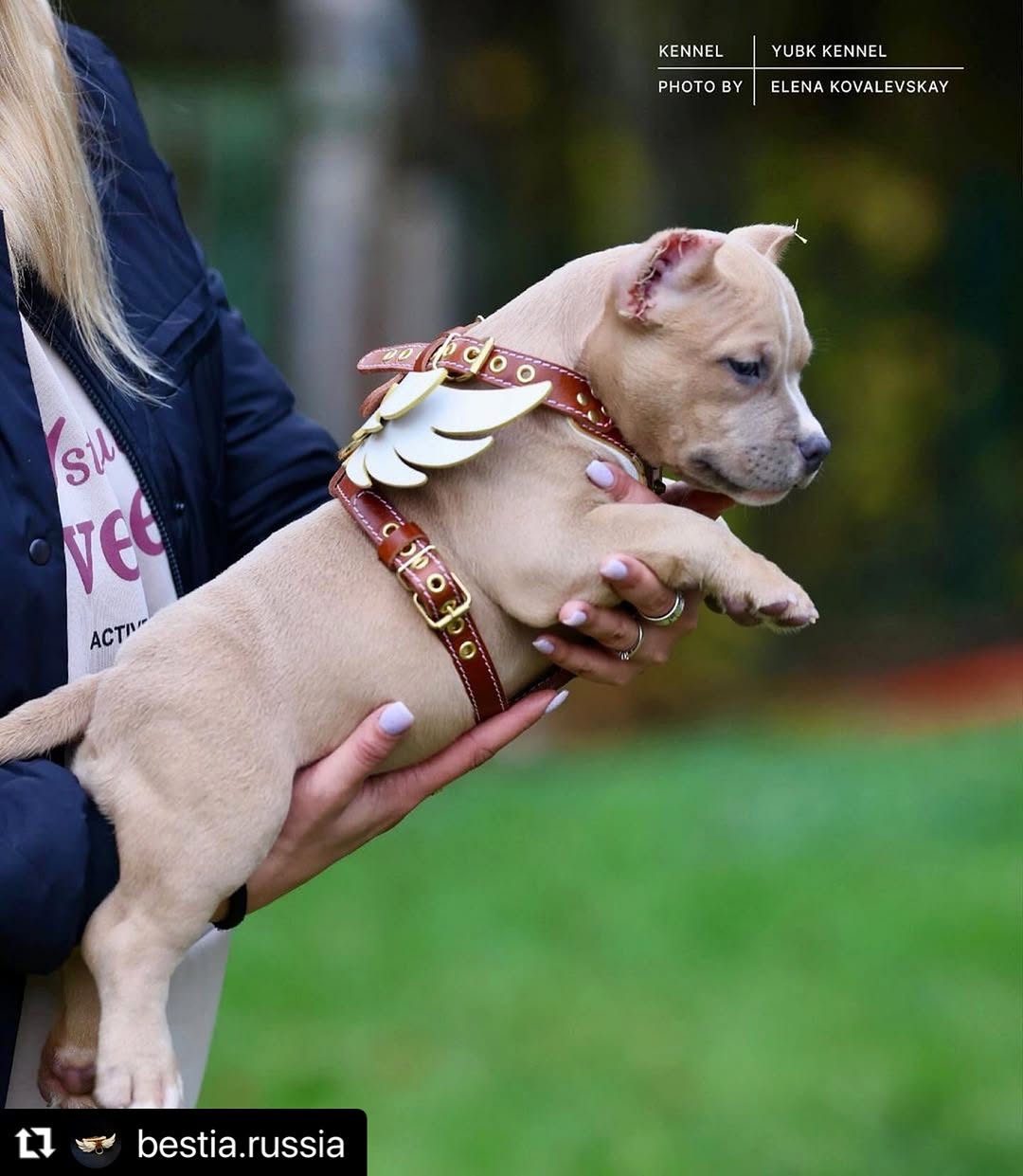 The "Hermeses" leather harness - Small to Medium Size