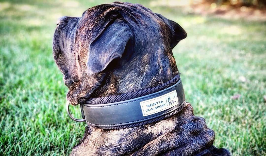 DOG SPORT COLLAR