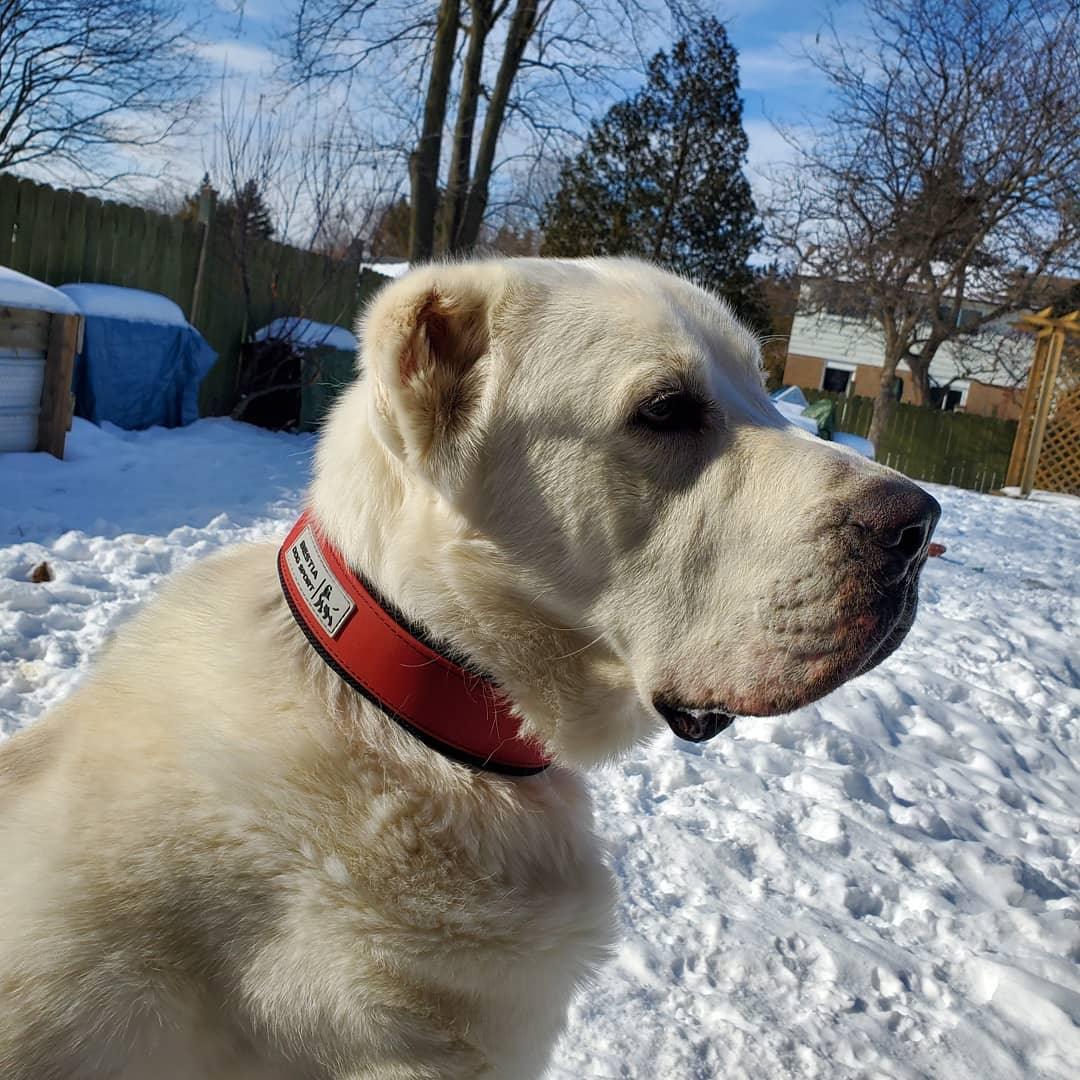 DOG SPORT COLLAR RED