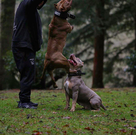 DOG SPORT HANDLE COLLAR