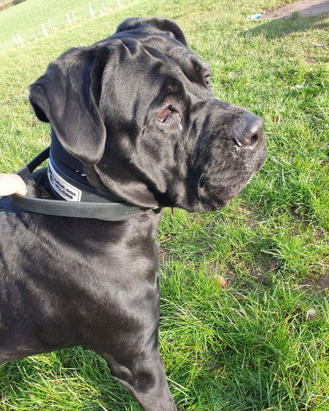 DOG SPORT HANDLE COLLAR